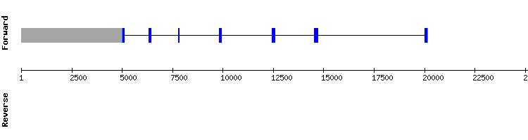 gene structure
