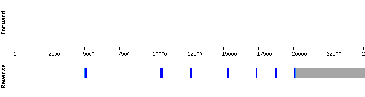 gene structure