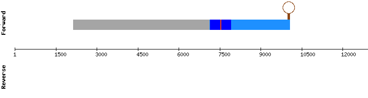 gene structure