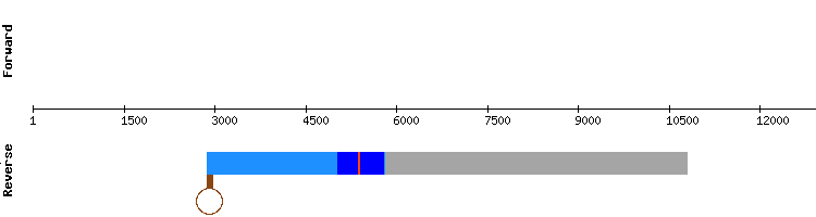 gene structure