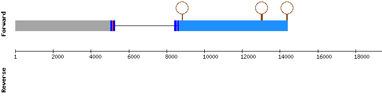 gene structure