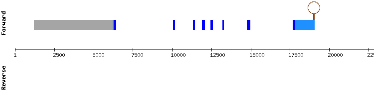 gene structure
