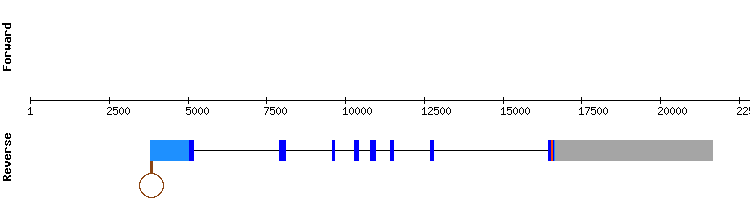 gene structure