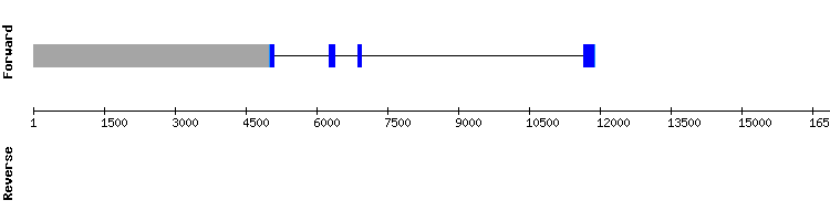 gene structure