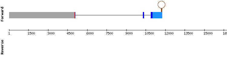 gene structure
