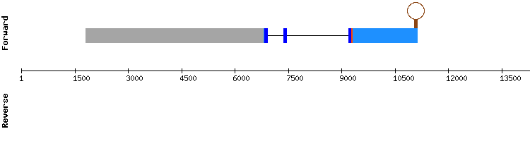 gene structure