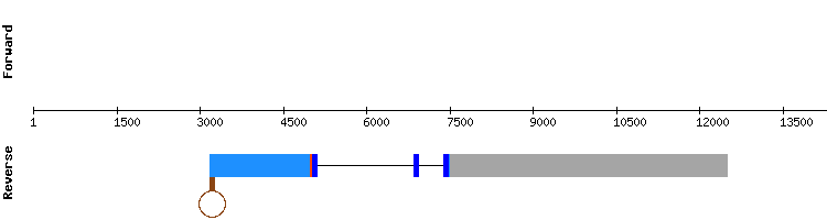 gene structure