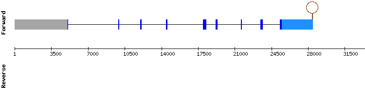gene structure