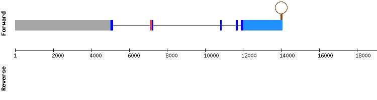gene structure