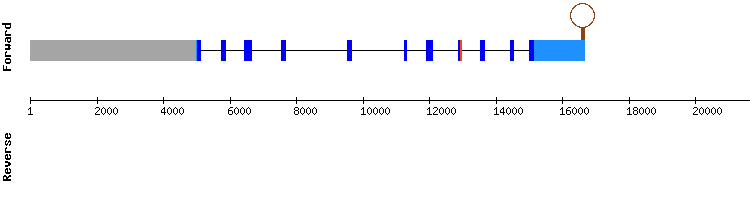 gene structure