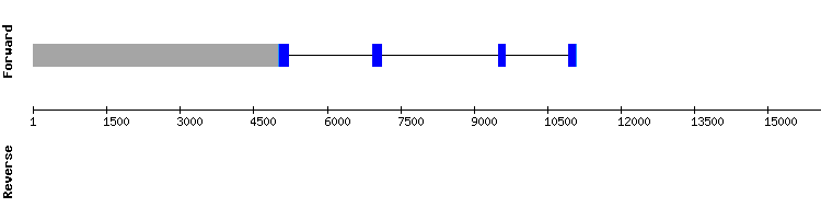 gene structure