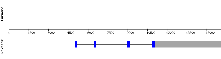 gene structure