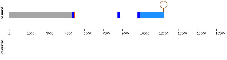 gene structure