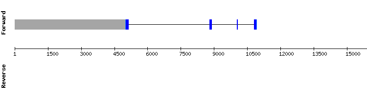 gene structure