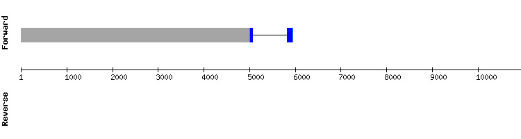 gene structure
