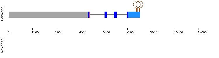 gene structure