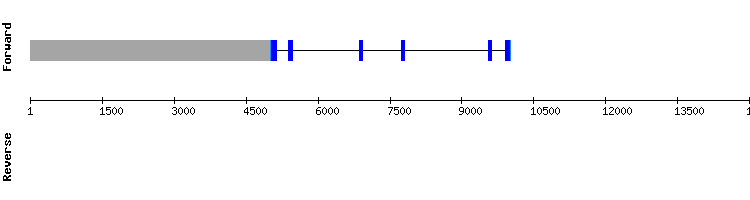gene structure