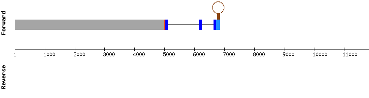gene structure