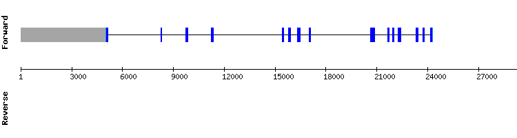 gene structure