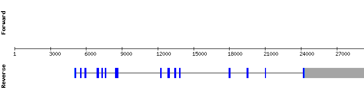 gene structure