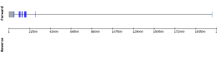 gene structure