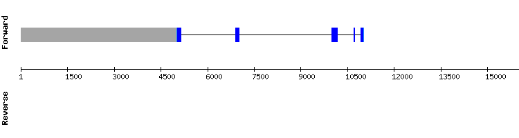 gene structure