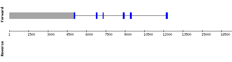 gene structure