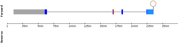 gene structure