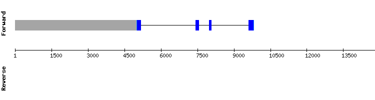 gene structure