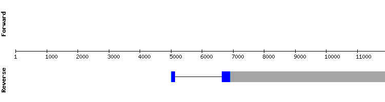 gene structure