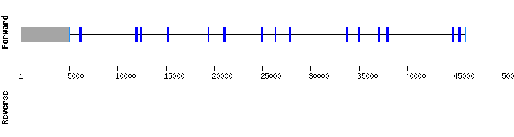 gene structure