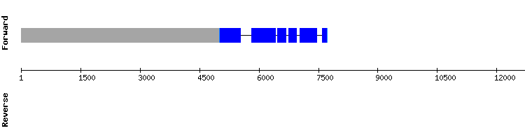 gene structure
