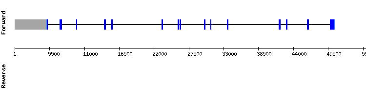 gene structure