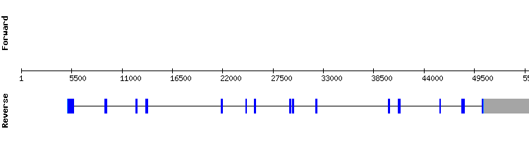 gene structure