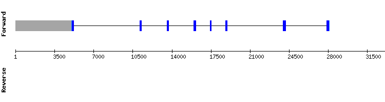 gene structure