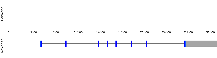 gene structure