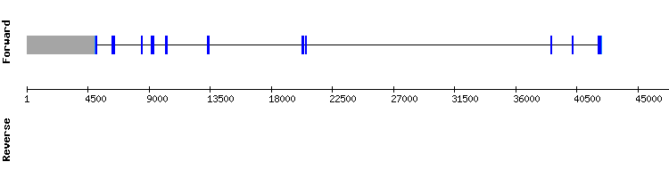 gene structure