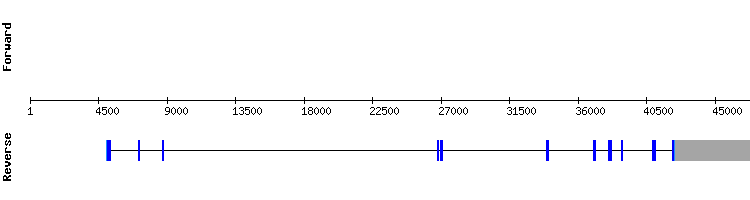 gene structure