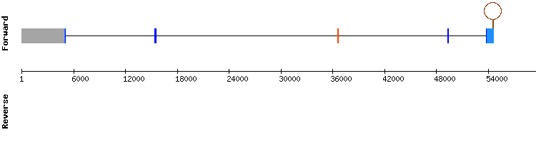 gene structure