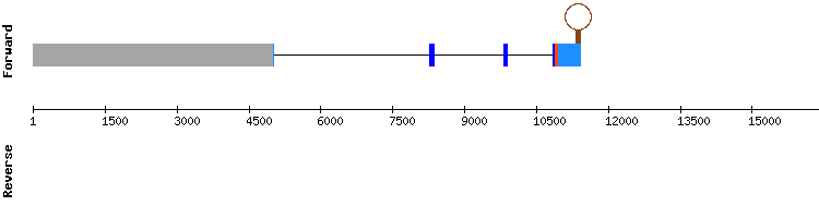 gene structure