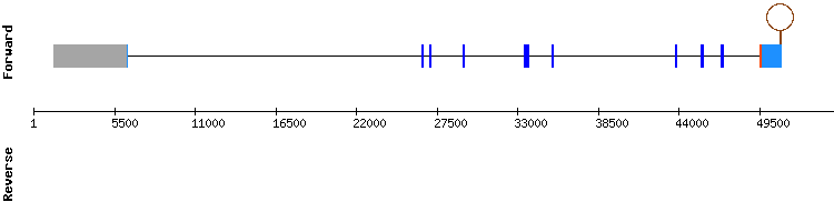 gene structure