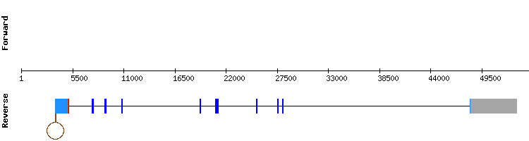 gene structure