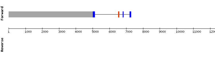 gene structure