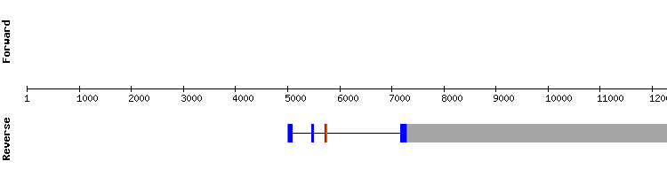 gene structure