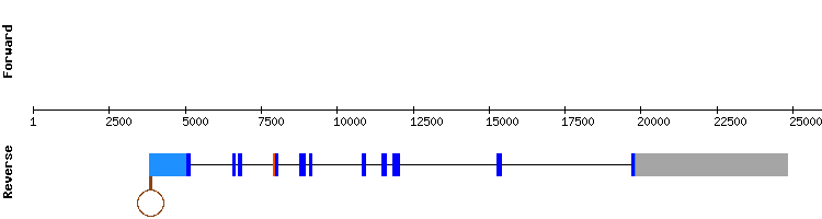 gene structure
