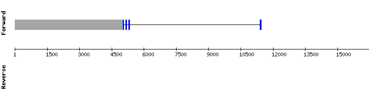 gene structure