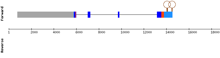 gene structure