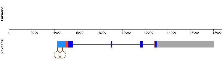 gene structure