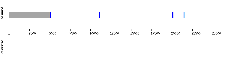 gene structure