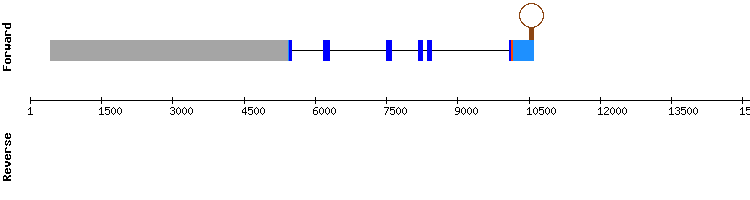 gene structure
